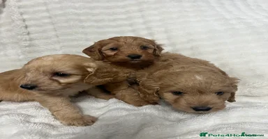 Cockapoo dogs - Advert 11