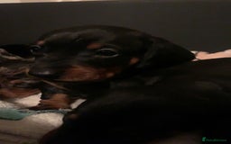 Dachshund dogs for sale: Beautiful Litter Standard Smooth Dachshunds - Advert 4