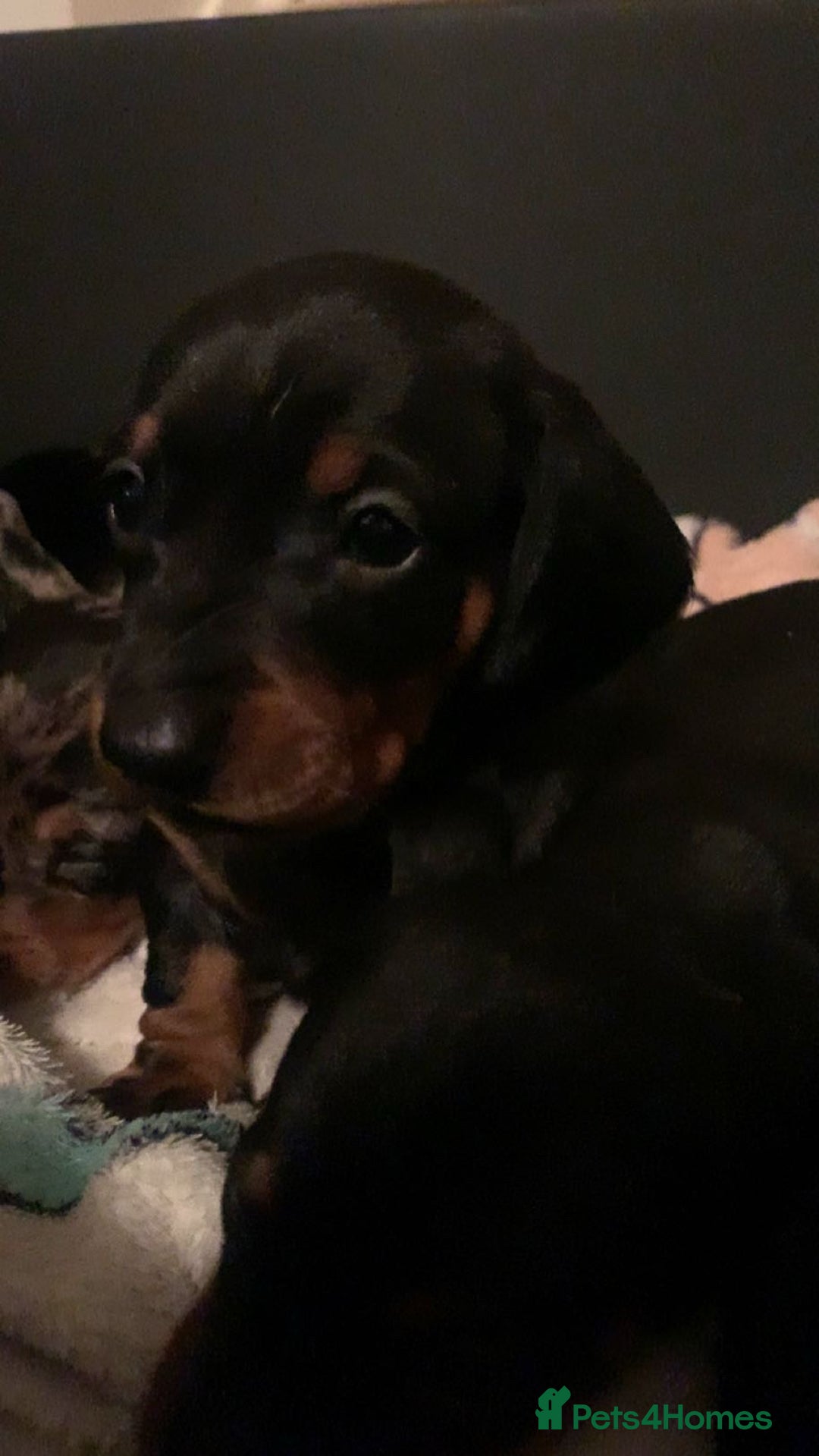 Dachshund dogs for sale: Beautiful Litter Standard Smooth Dachshunds - Advert 4