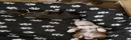 Boxer dogs for sale:  Pedigree boxer puppies – 4 Girls & 2 Boys in Brentwood - Advert 2