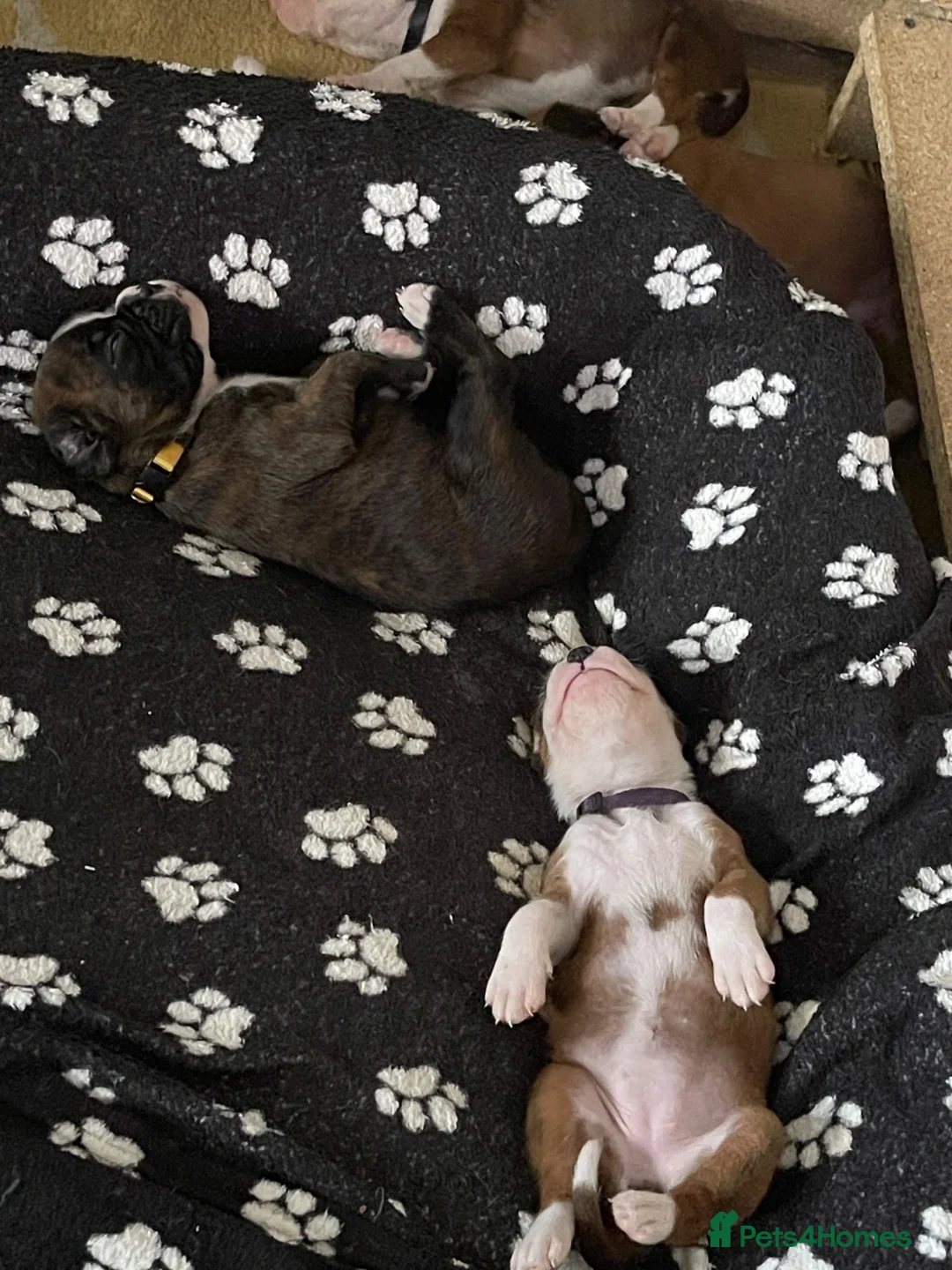 Boxer dogs for sale:  Pedigree boxer puppies – 4 Girls & 2 Boys in Brentwood - Advert 2