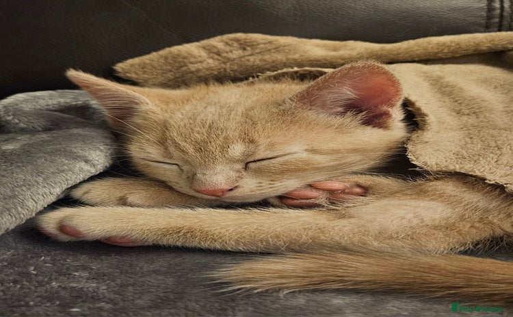 Mixed Breed cats - Advert 13