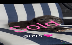 Lurcher dogs for sale: Beddlington whippet saluki greyhound  - Image 5