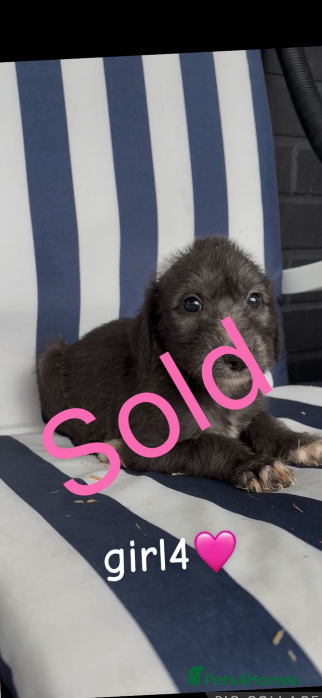 Lurcher dogs for sale: Beddlington whippet saluki greyhound  - Image 5