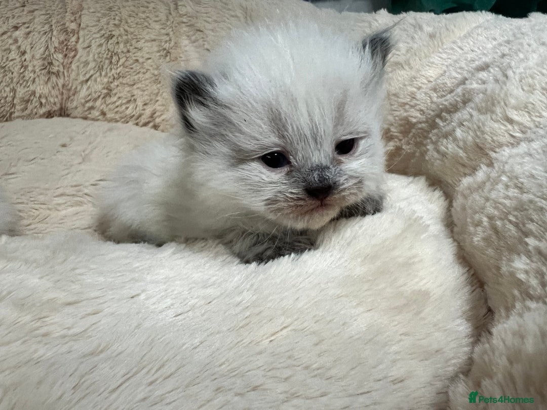 Siberian cats for sale: 🩷🩷GCCF Siberian Neva Masquerade Kittens🩷🩷 - Advert 13