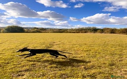 Mixed Breed dogs for sale: ATHENA - LURCHER X GREYHOUND PUP - Advert 6