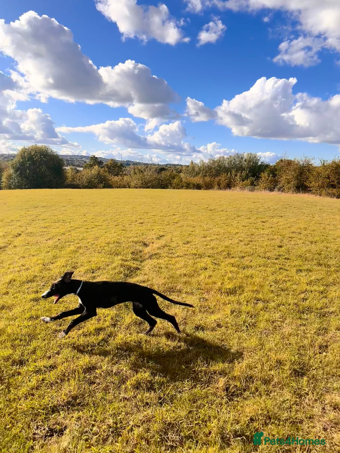 Mixed Breed dogs for sale: ATHENA - LURCHER X GREYHOUND PUP - Advert 6