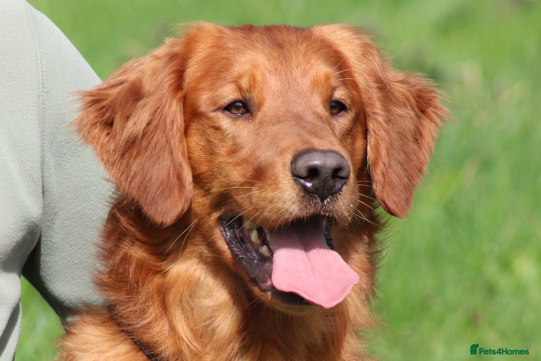 Golden Retriever dogs for sale: Waiting list closed in Nottingham - Image 7