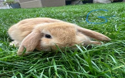 Mini Lop rabbits for sale: Mini Lop Male and Female Rabbits For Sale  - Image 24