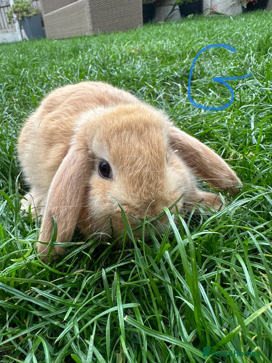 Mini Lop rabbits for sale: Mini Lop Male and Female Rabbits For Sale  - Image 24