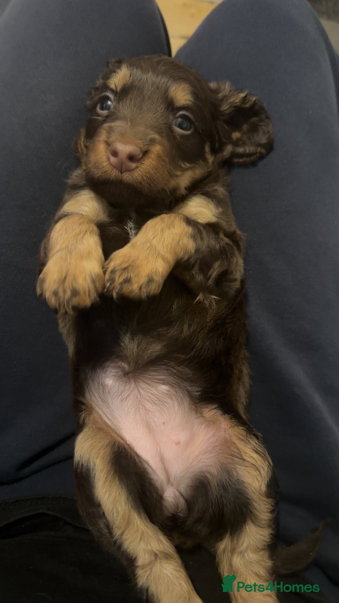 Cockapoo dogs for sale: Puppies for sale  - Image 7