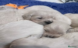 Golden Retriever dogs for sale: Exceptional litter of kc healthy golden retrievers - Image 8