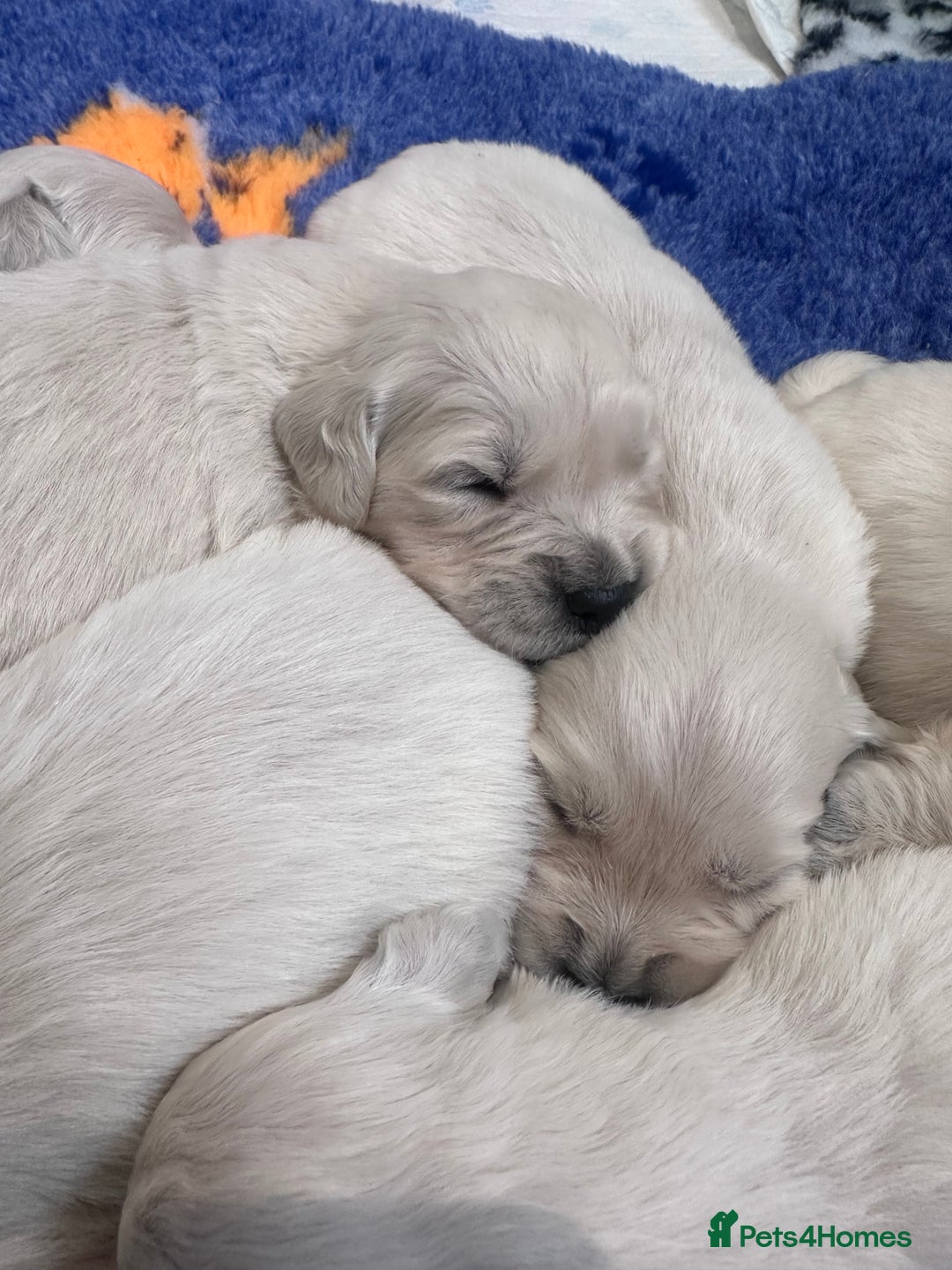 Golden Retriever dogs for sale: Exceptional litter of kc healthy golden retrievers - Image 8