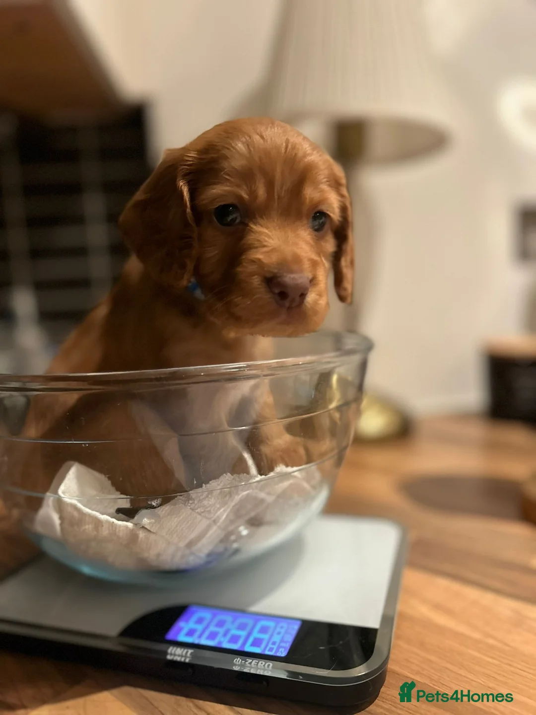 Cocker Spaniel dogs for sale: Stunning Red Kc Working Cocker Spaniels   - Advert 3