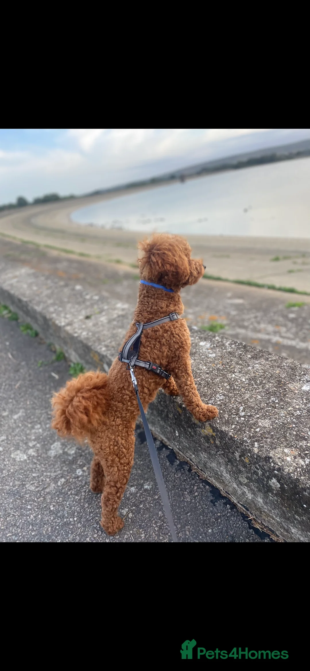 Cavapoochon dogs for stud: Scooby The Red Cavapoochon Stud - Advert 9