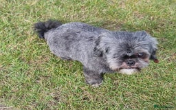 Shih Tzu dogs for sale: Loving cheeky Shihtzu for loving home ❤️ - Image 23