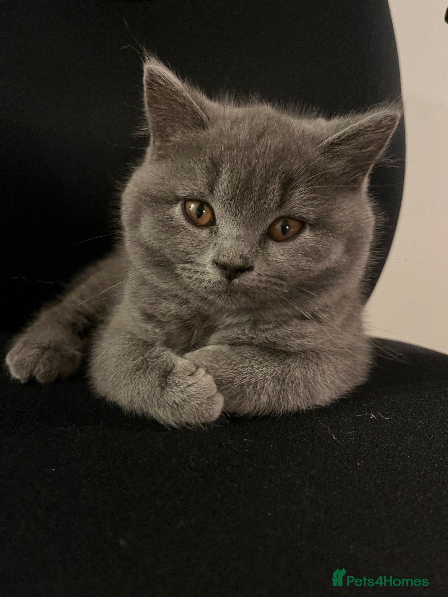 British Shorthair cats Stunning British Shorthair Kittens  enquires open  - Advert 1