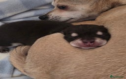 Chihuahua dogs for sale: Chocolate chihuahua male puppy - Image 3