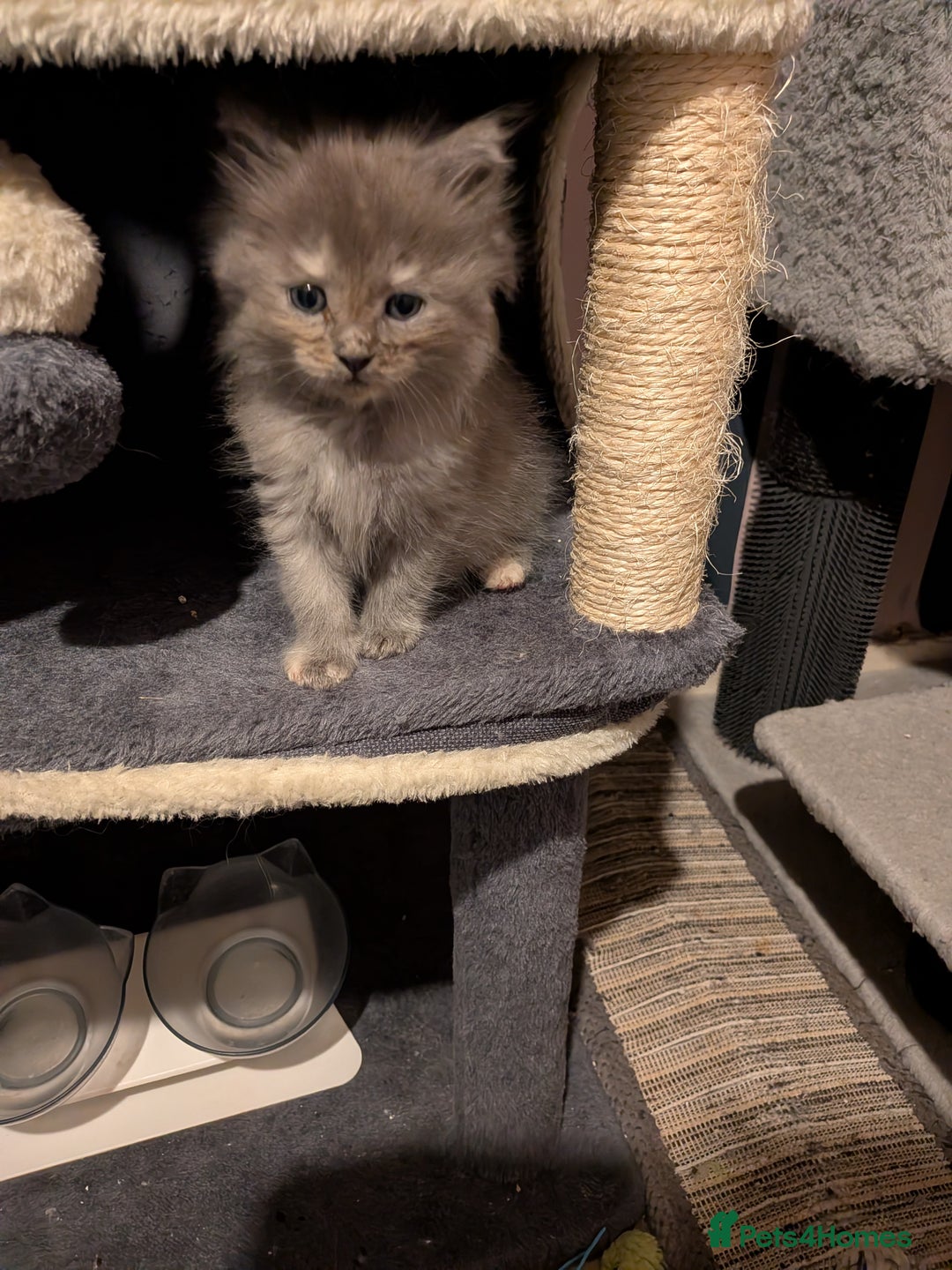 Maine Coon cats for sale: Mainecoon  x ragdolls - Advert 23