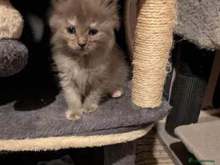 Maine Coon cats Mainecoon x ragdolls - Advert 9