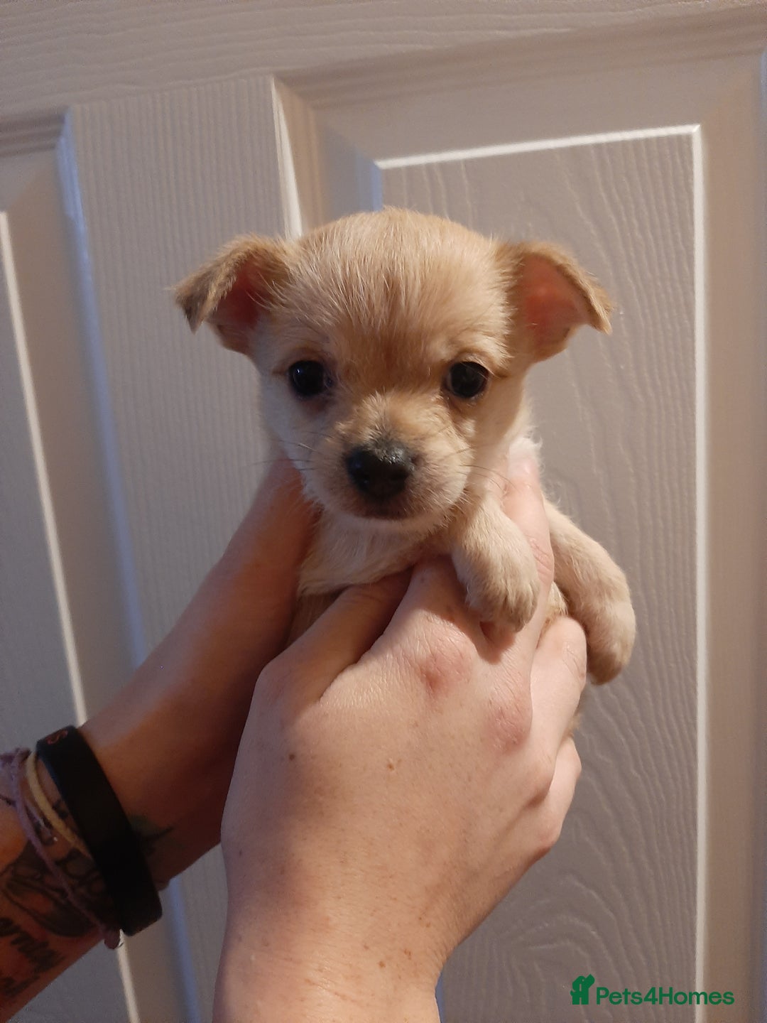 Mixed Breed dogs for sale: Oto. Male chihuahua puppies - Advert 17