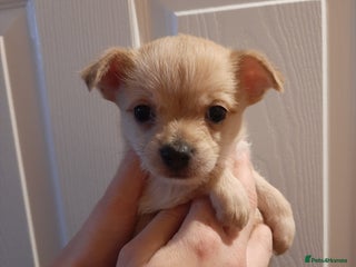 Mixed Breed dogs Male Chihuahua puppies for sale - Advert 4