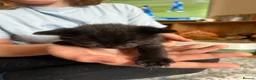 Mixed Breed cats for sale: Family Litter - Moggies in Stourbridge - Advert 8