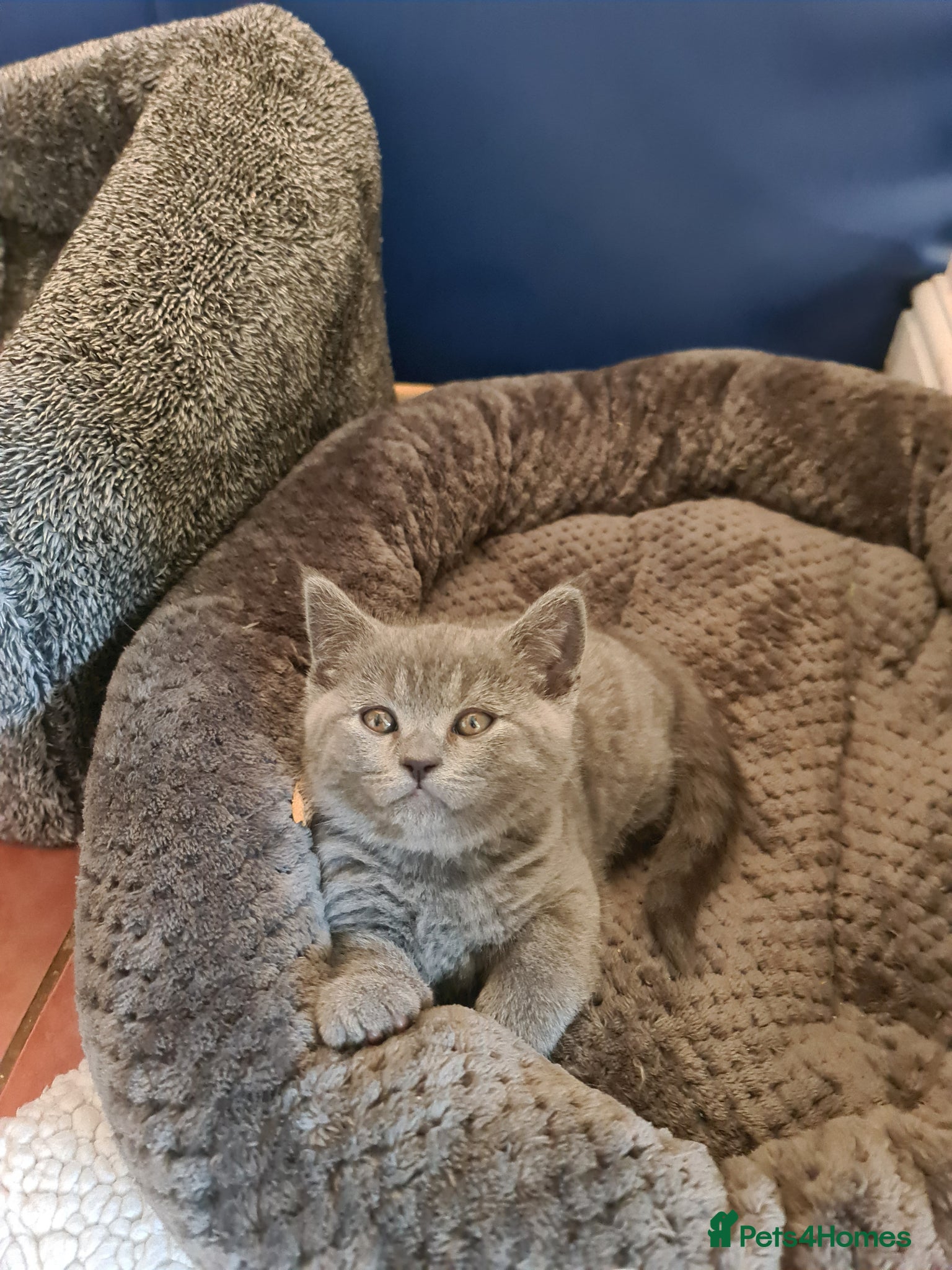 British Shorthair cats Last friendly girl-pure BSH parents pedigree  720£ - Advert 5