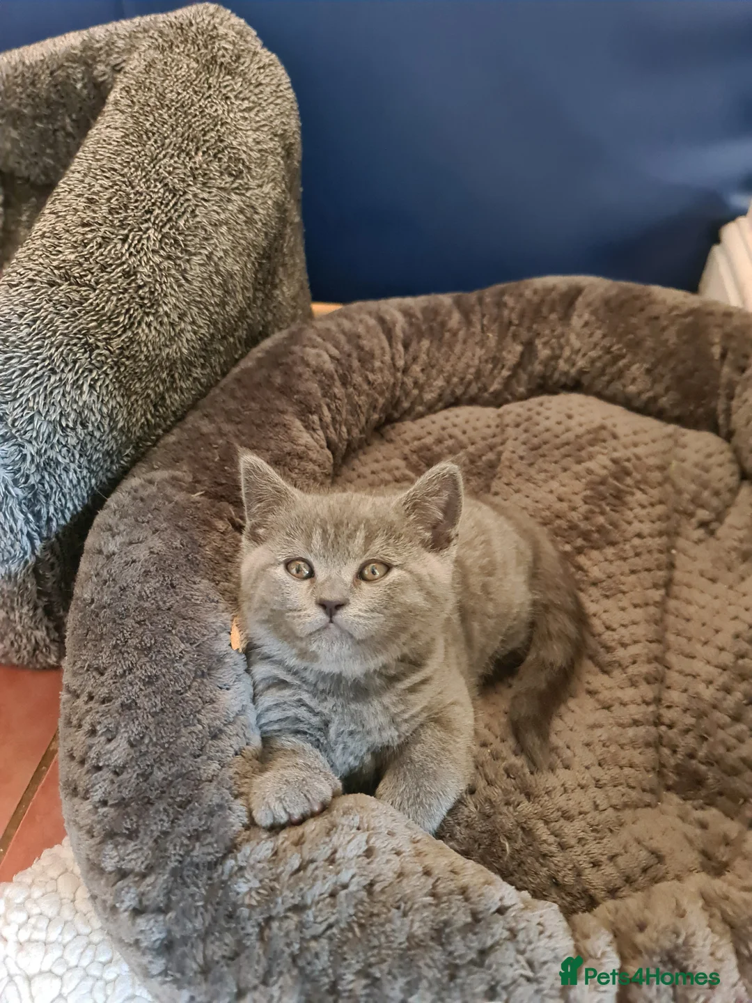 British Shorthair cats for sale: Last friendly girl- 10 weeks Parents Pedigree 720£ - Advert 1