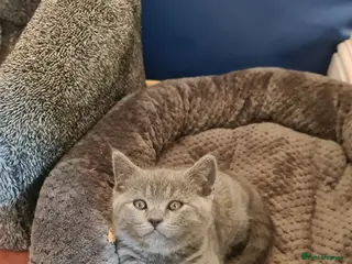 British Shorthair cats Last friendly girl-pure BSH parents pedigree 720£ - Advert 4