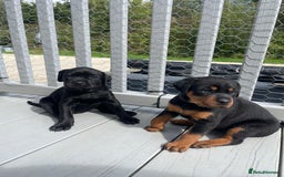 Mixed Breed dogs for sale: Vizsla/rottweiler - Image 1