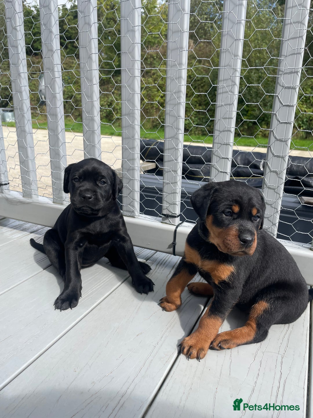 Mixed Breed dogs for sale: Vizsla/rottweiler - Image 1