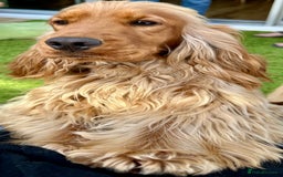 Cocker Spaniel dogs for sale: Exceptional Golden KC Show Cocker Spaniels in Chepstow - Image 7