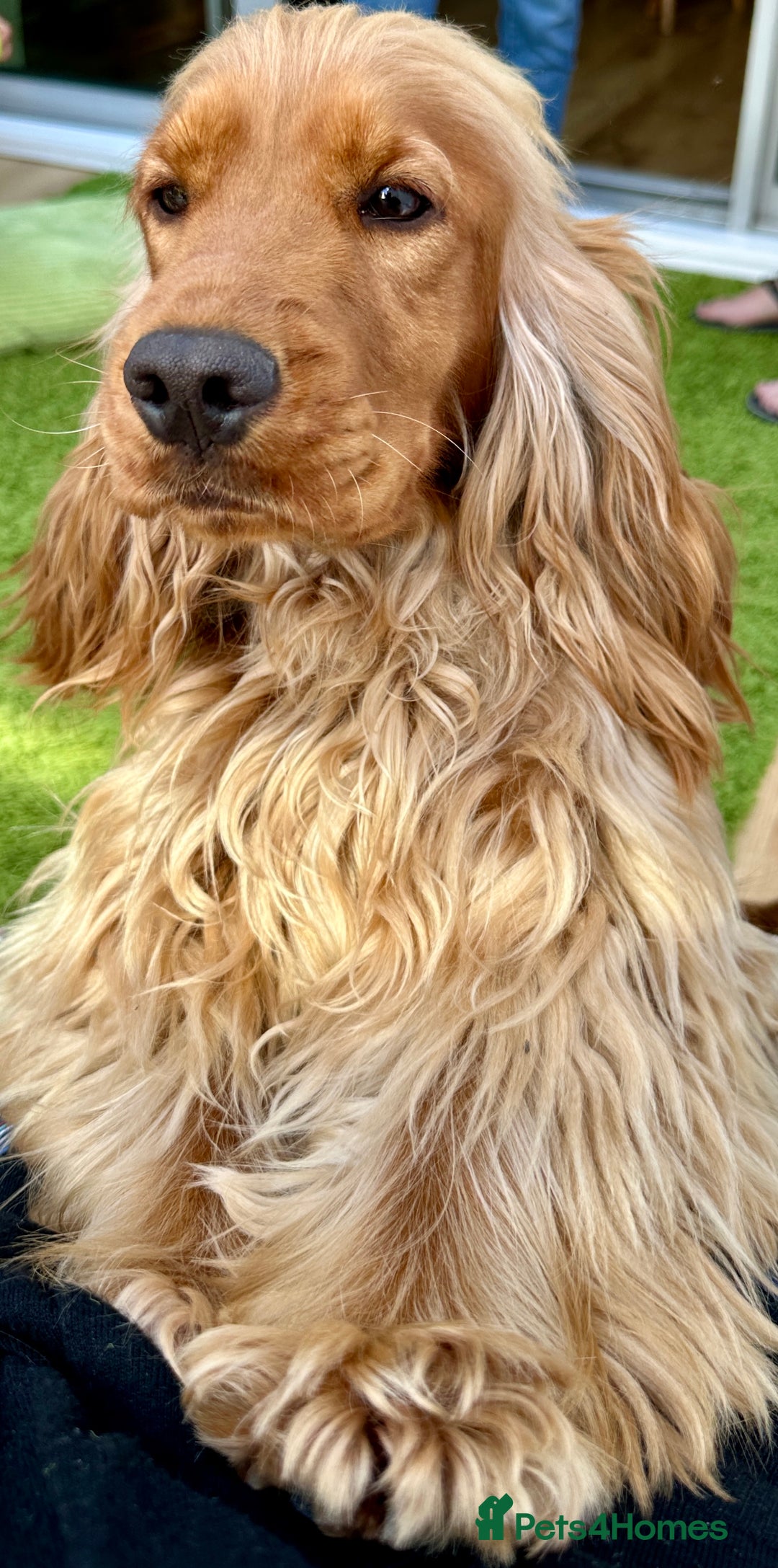 Cocker Spaniel dogs for sale: Exceptional Golden KC Show Cocker Spaniels in Chepstow - Image 7