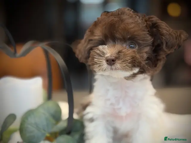 Toy Poodle dogs for sale: ❣️🐾 Last 2 REDUCED Asian Poodle Puppies! 🐾❣️ - Advert 2
