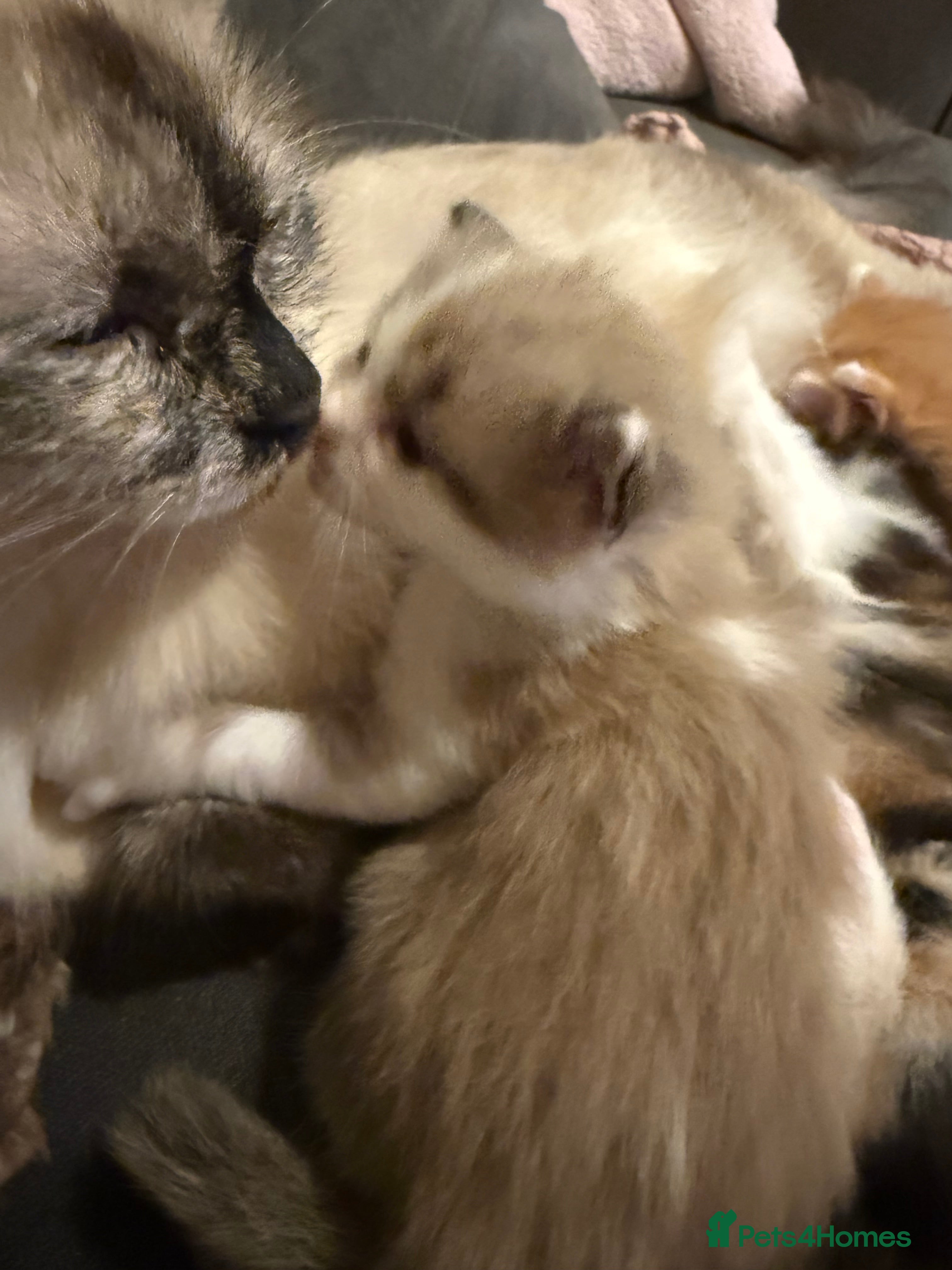 Ragdoll cats Stunning Ragdolls kittens available  - Advert 18