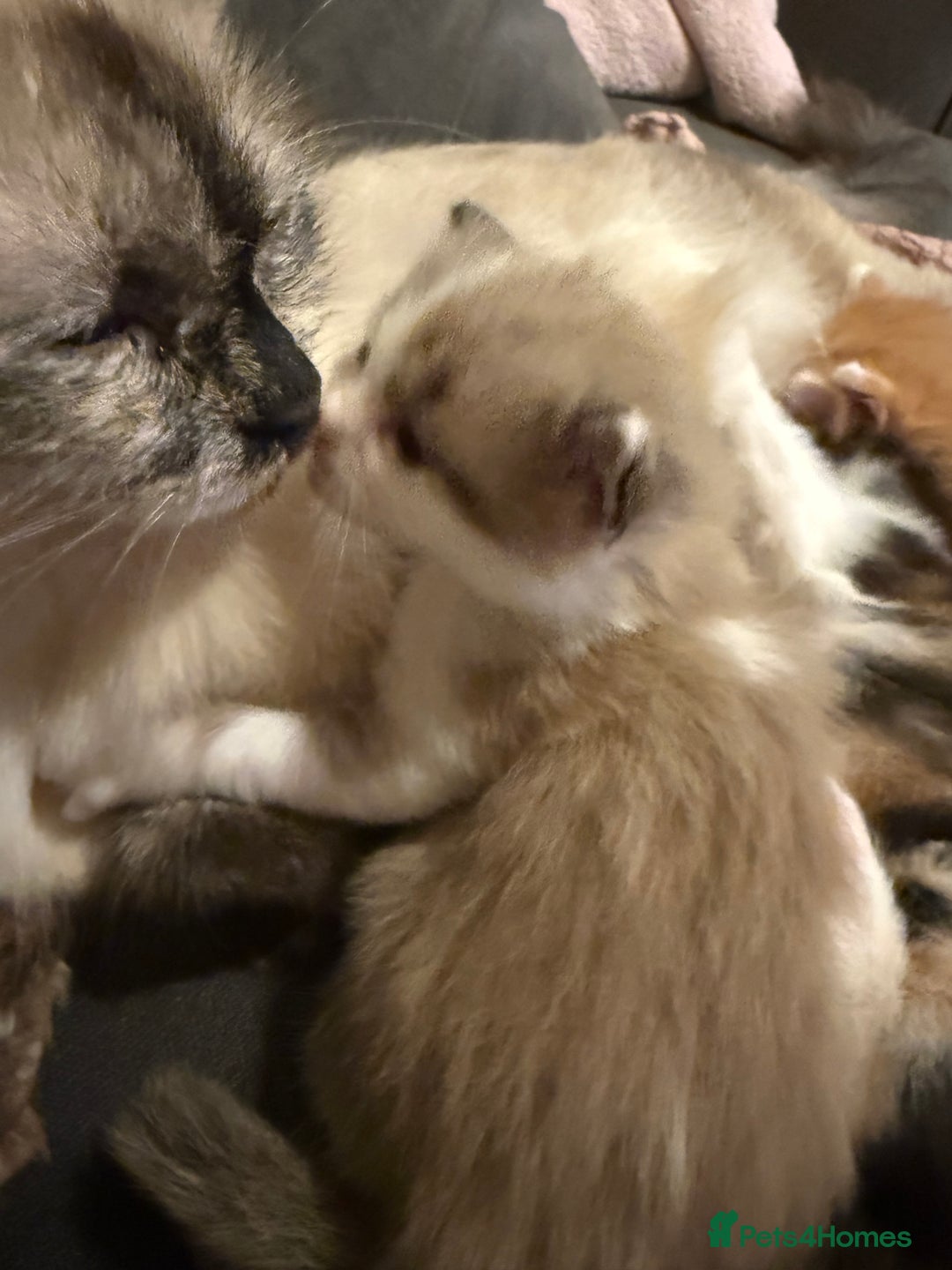 Ragdoll cats for sale: Stunning Ragdolls kittens available  - Advert 4