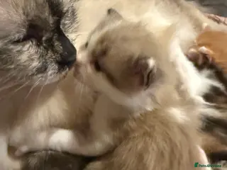 Ragdoll cats Stunning Ragdolls kittens available - Advert 18