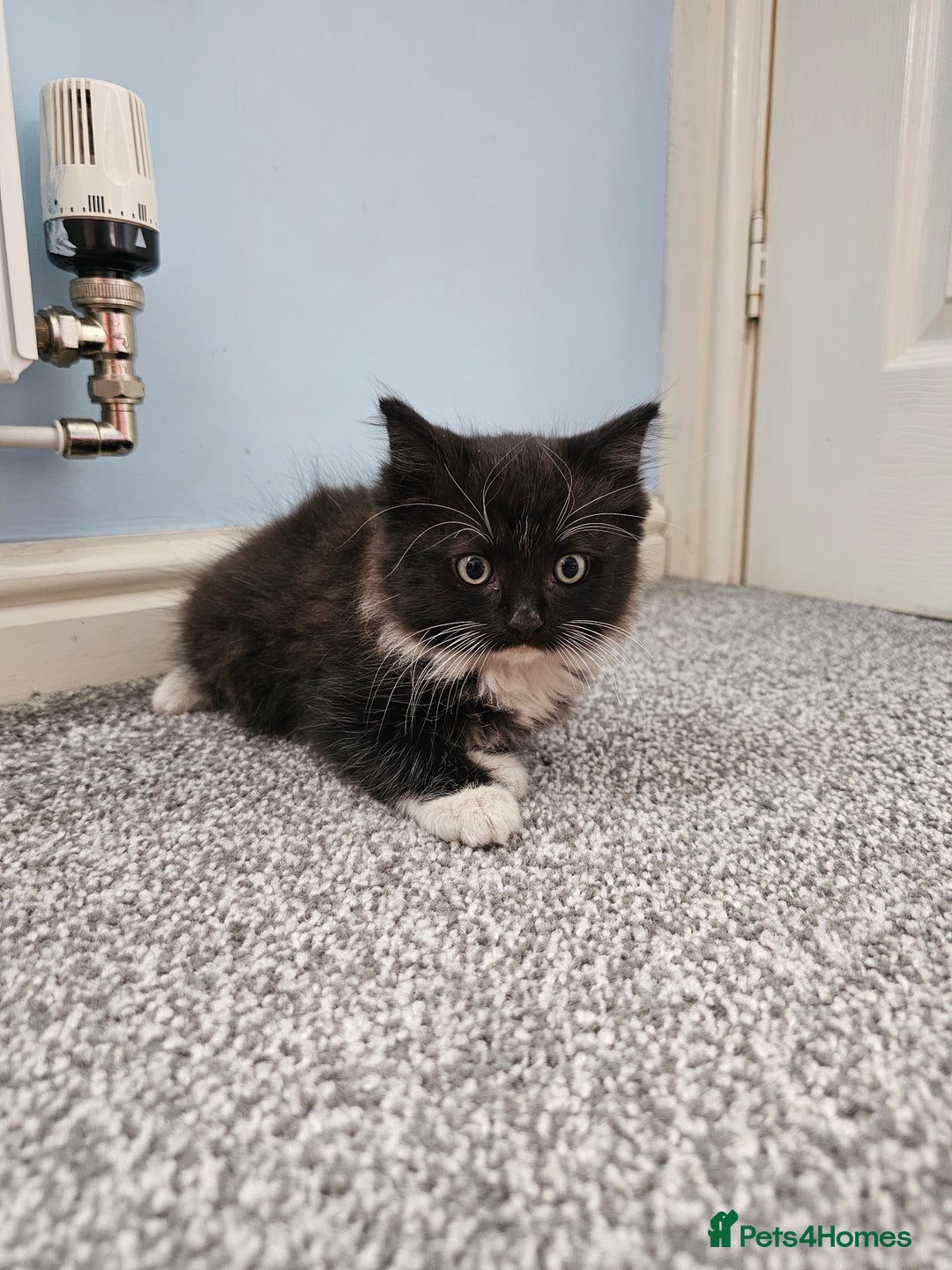 Ragdoll cats for sale: Adorable 9 Week Old Kittens - Litter Trained - Image 1