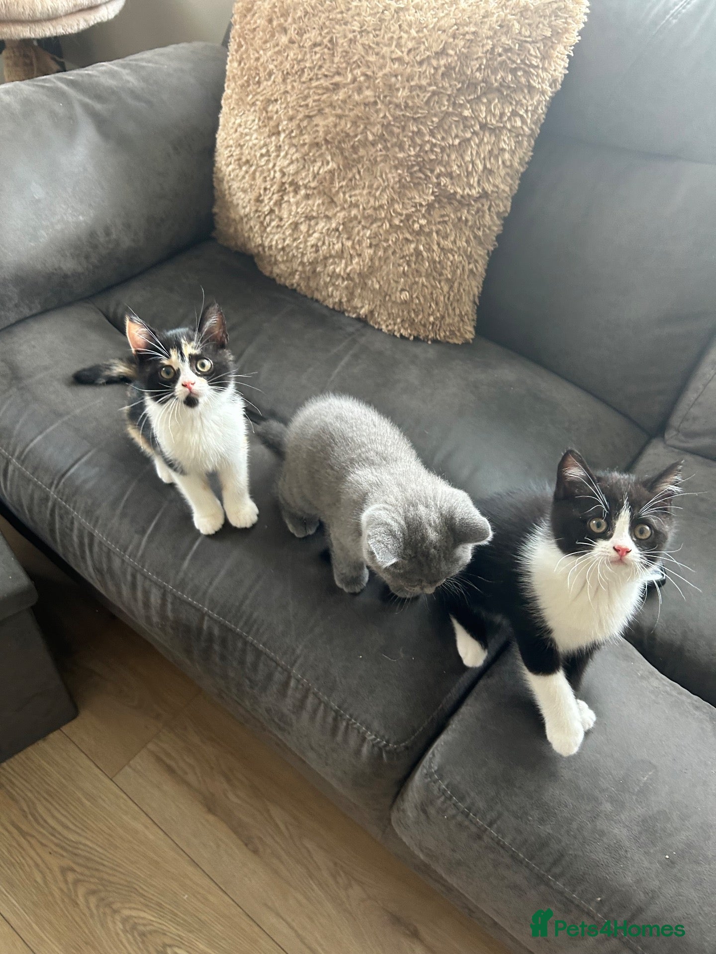 British Shorthair cats 💥READY NOW 💥Cute BSH Kittens  - Advert 1