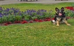 German Shepherd dogs for sale: female German shepherd  - Image 2