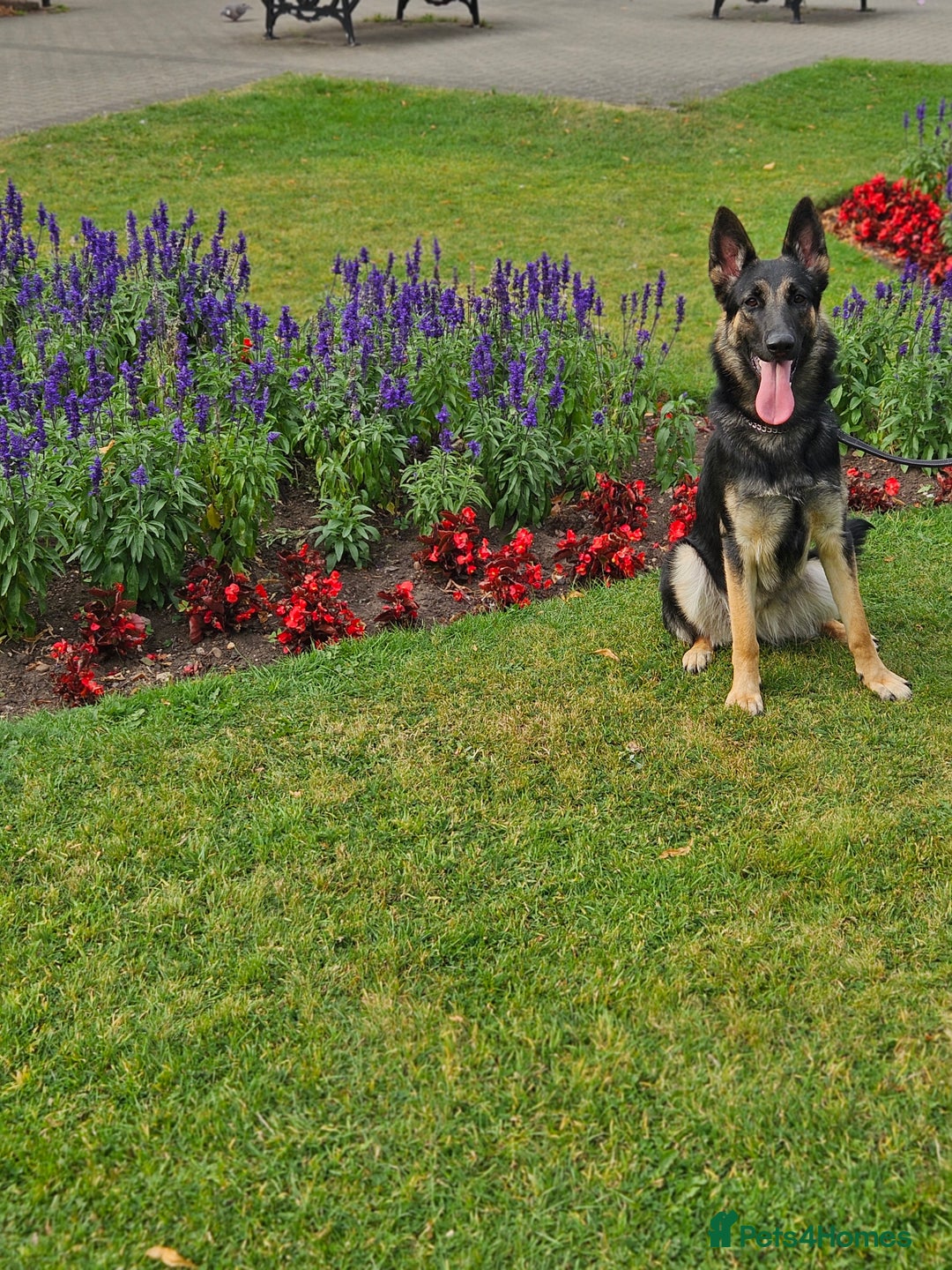 German Shepherd dogs for sale: female German shepherd  - Image 2