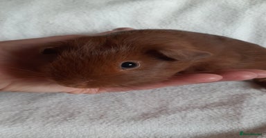 Guinea Pig rodents - Advert 8