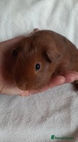 Guinea Pig rodents - Advert 6