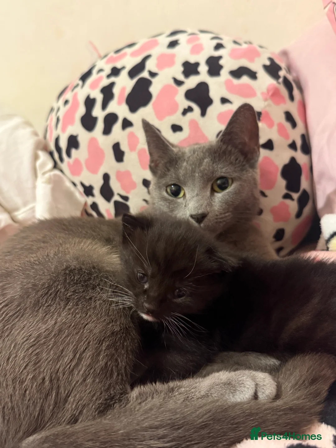 Mixed Breed cats for sale: Russian blue x tabby  - Advert 9