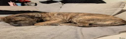 Mixed Breed dogs for sale: Rehoming Beautiful Bullmastiff  - Advert 2