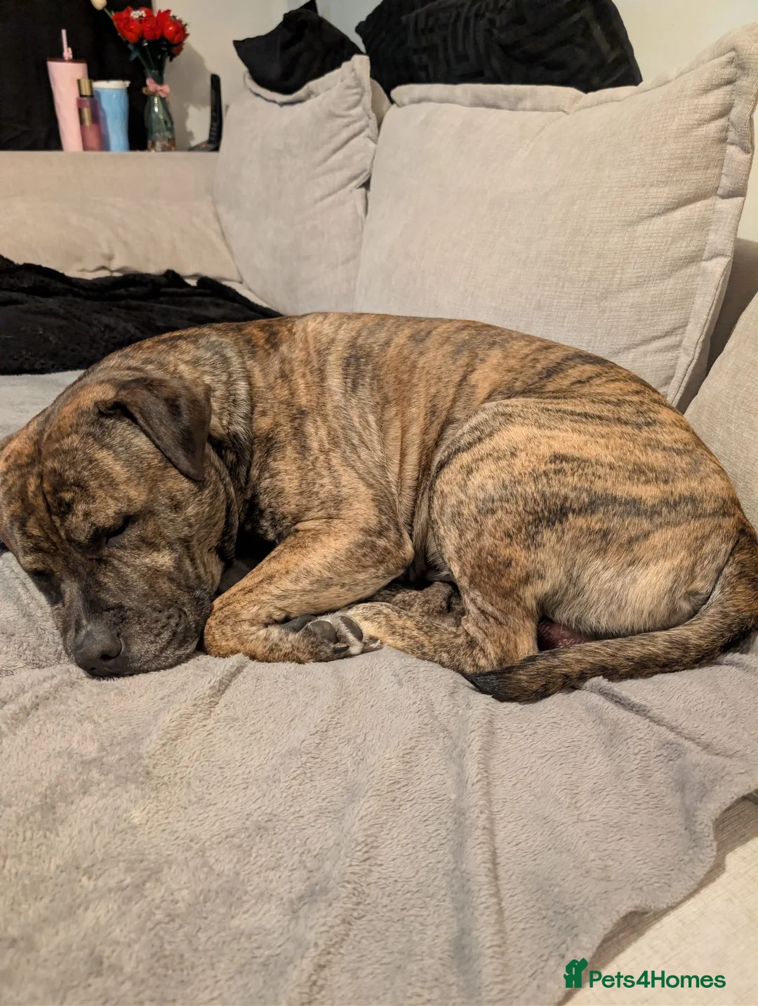 Mixed Breed dogs for sale: Rehoming Beautiful Bullmastiff  - Advert 2