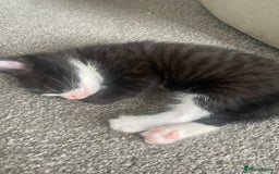 Mixed Breed cats for sale: 3 gorgeous kittens 2 long hair 1 short  - Image 2