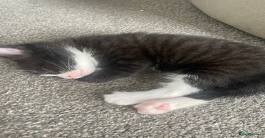 Mixed Breed cats - Advert 3