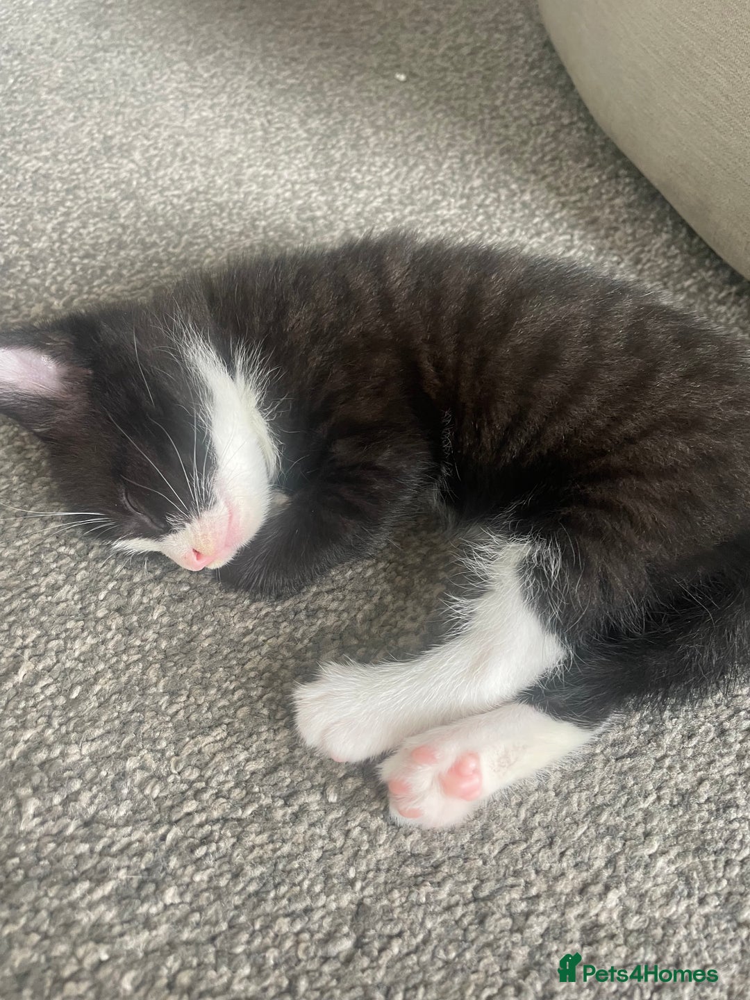 Mixed Breed cats for sale: 3 gorgeous kittens 2 long hair 1 short  - Image 2